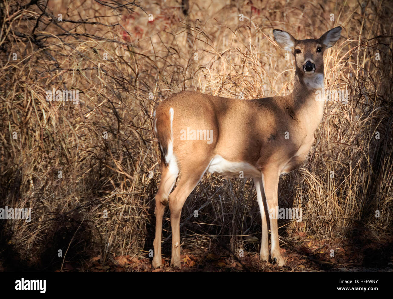 Un cerf de doe à Oklahoma City's Martin Nature Park garde un œil méfiant sur le photographe. Banque D'Images