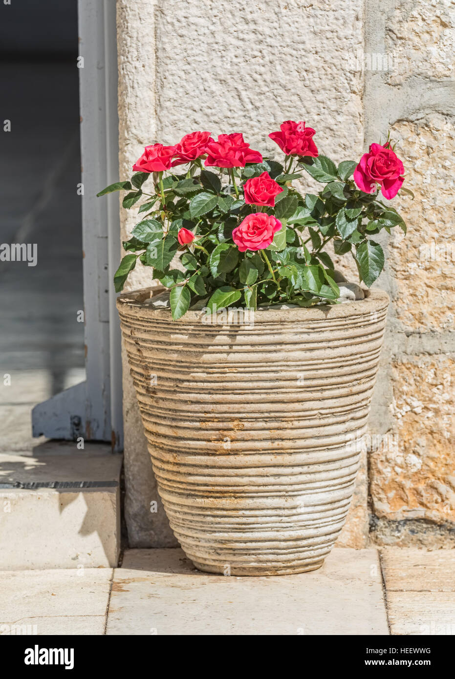 Rosiers en pot rouge Banque D'Images