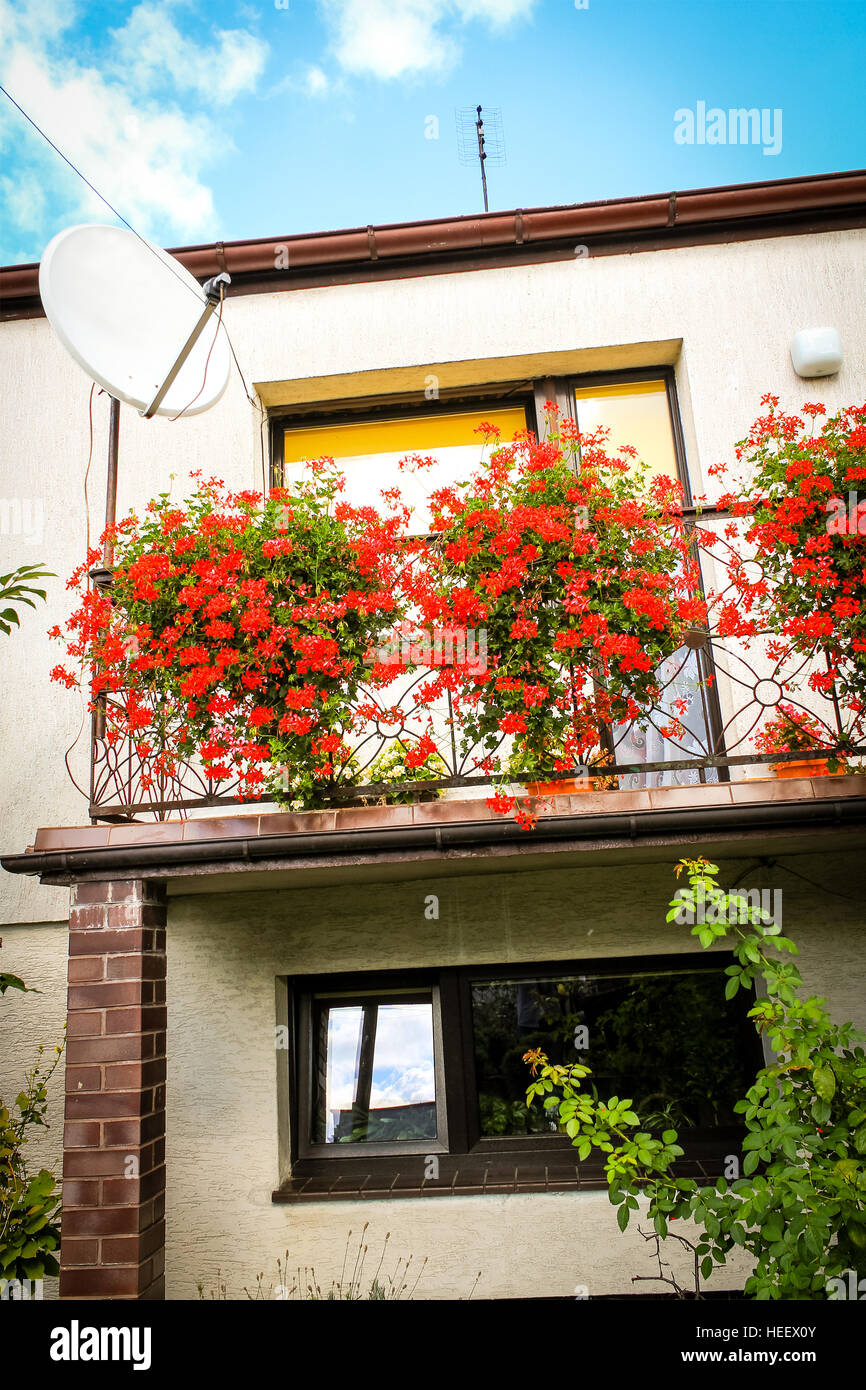 Géranium rouge fleurs en pots sur le balcon d'une maison de famille Banque D'Images