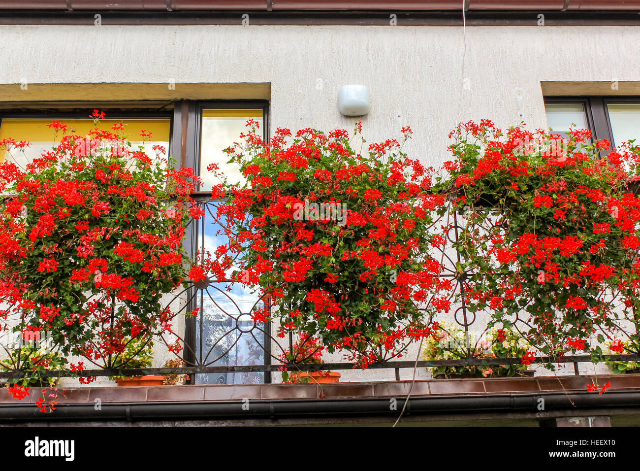 Géranium Rouge Fleurs En Pots Sur Le Balcon Dune Maison De