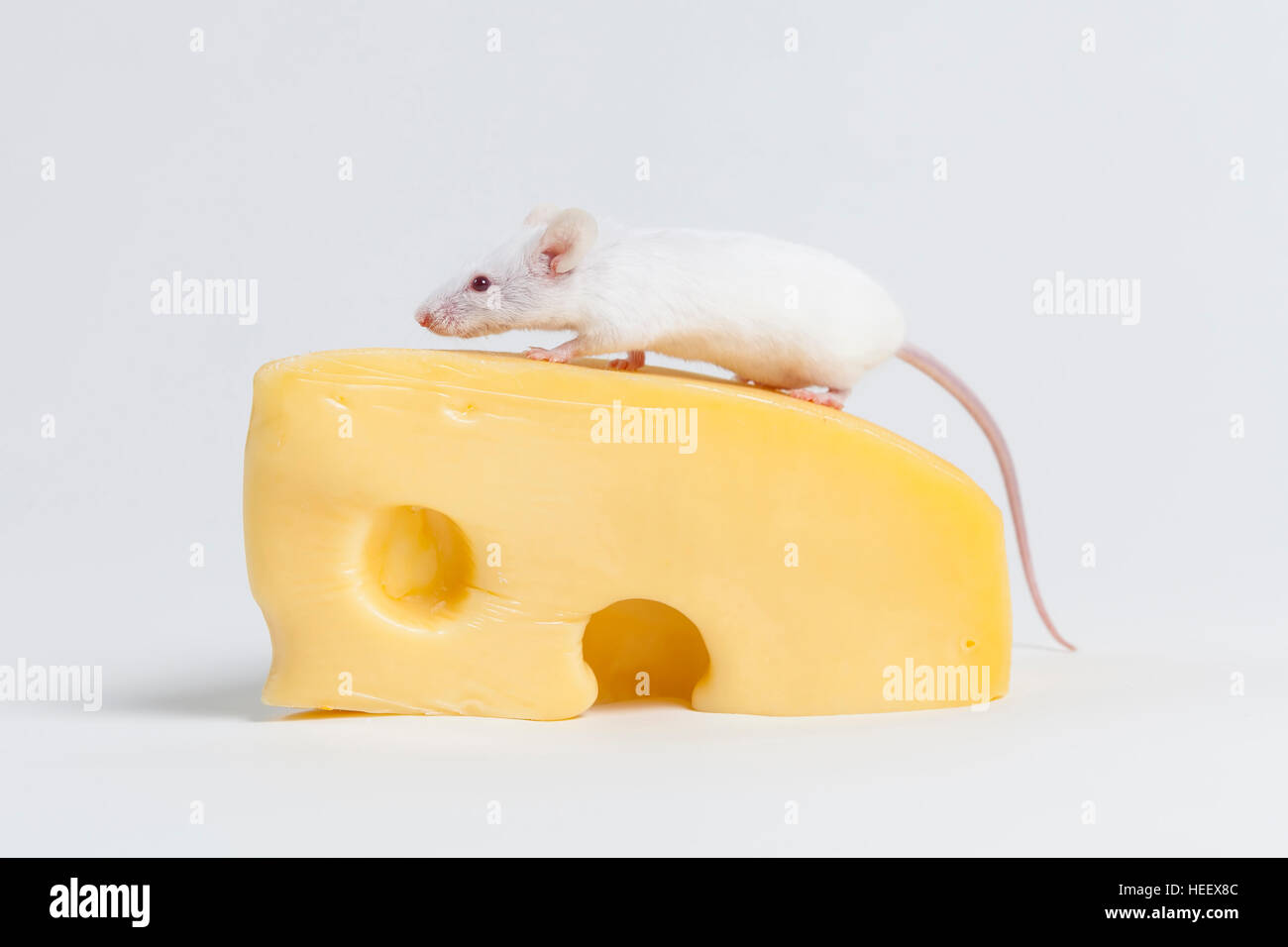 La souris et le fromage blanc isolated on White Banque D'Images