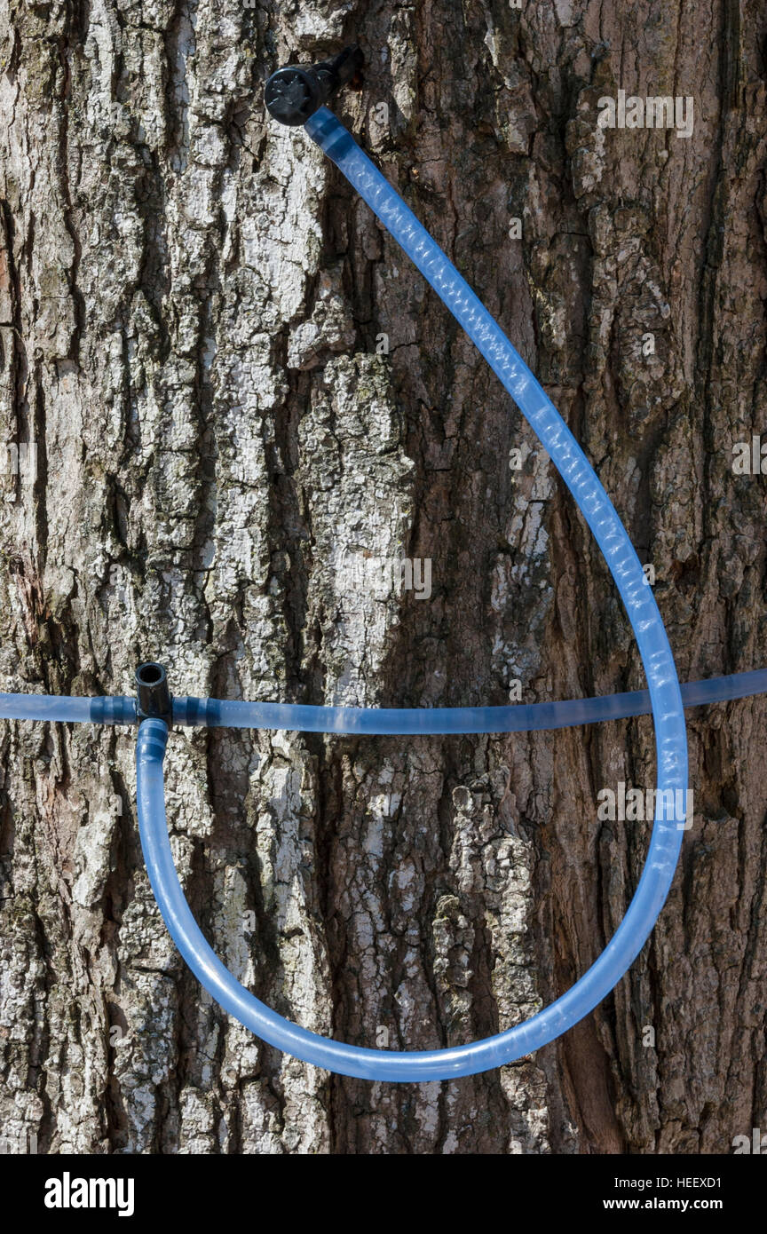Un érable enregistrées avec des tubes en plastique bleu pour recueillir le sirop au début du printemps dans l'Ontario, Canada. Banque D'Images