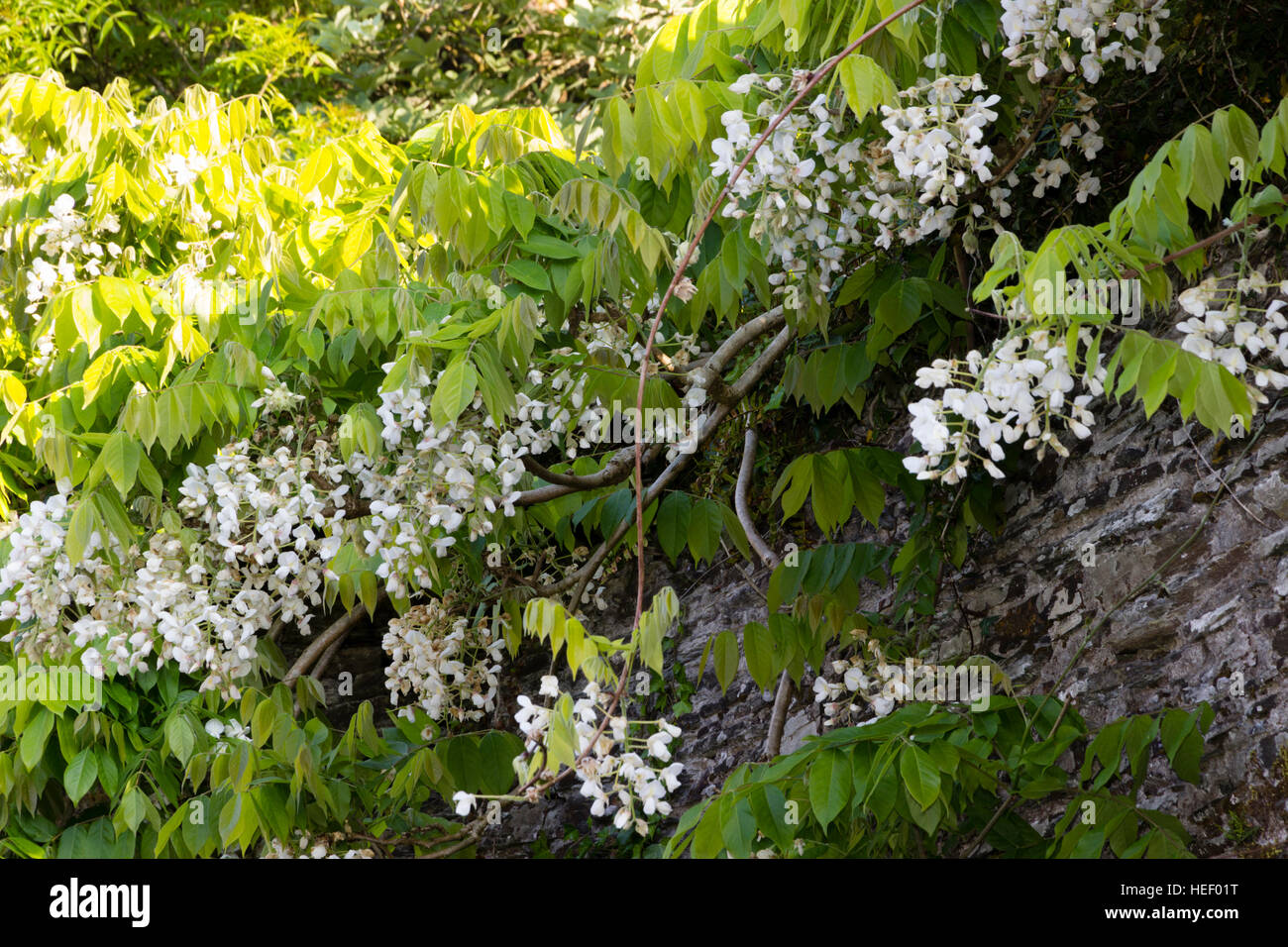 Fin mai blanc fleurs suspendues du blanc de Chine Wisteria sinensis 'Alba' Banque D'Images