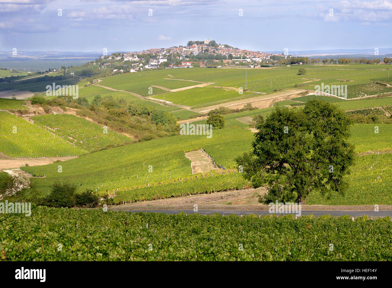 Près de vigne de Sancerre en France Banque D'Images