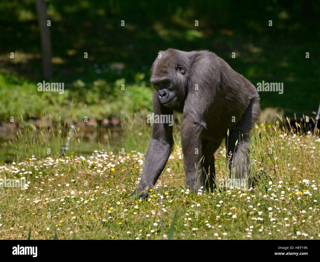 Chimpanzé (Pan troglodytes) marcher sur l'herbe à fleurs Banque D'Images