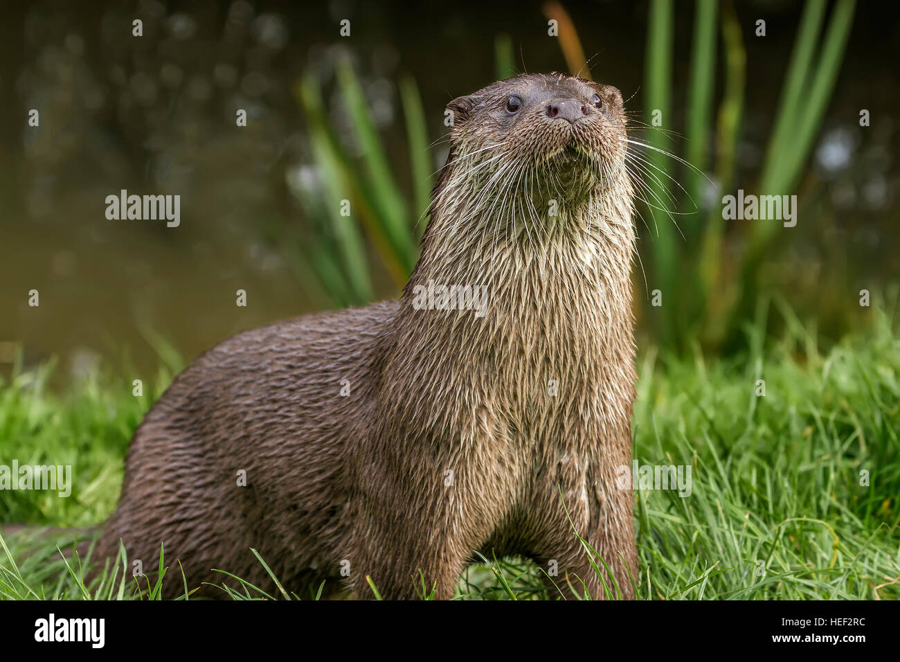 La loutre européenne (Lutra lutra) UK Banque D'Images