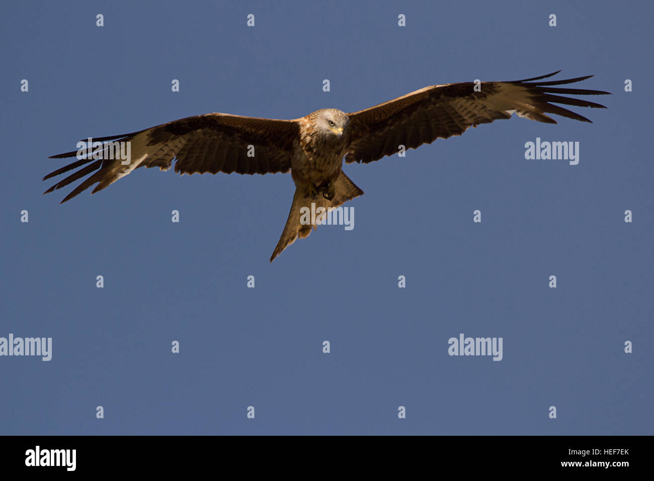 Un Milan royal (Milvus milvus) s'élève contre un ciel bleu. Banque D'Images