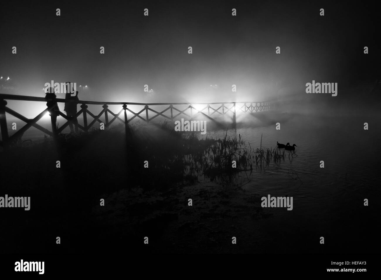 Milan, parc Sempione - couple d'humains près d'un couple de canards dans un parc public lors d'une nuit de brouillard Banque D'Images