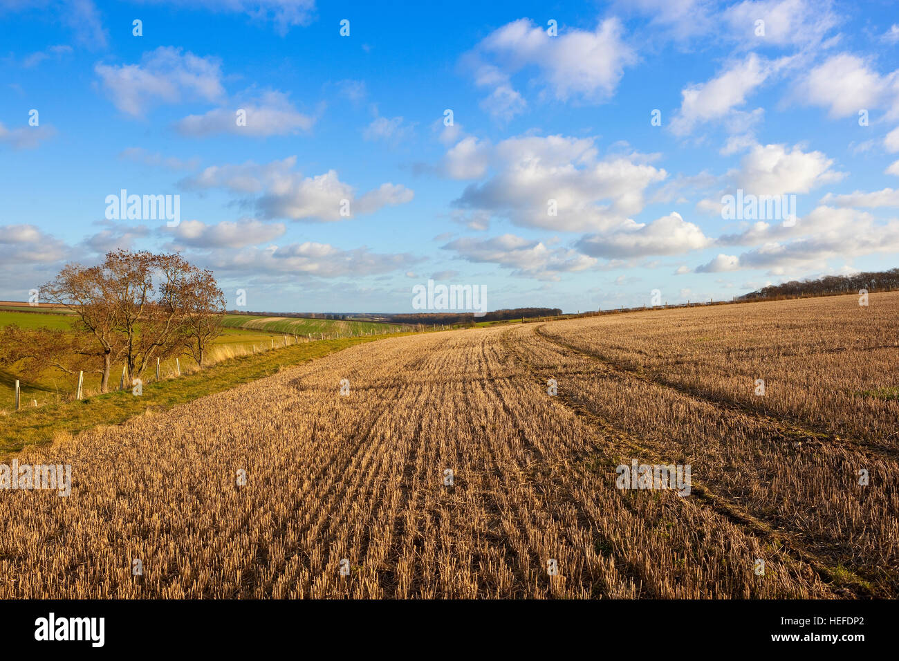 Paysage anglais avec champs de chaume, arbres et forêt dans le pittoresque english channel à l'automne. Banque D'Images