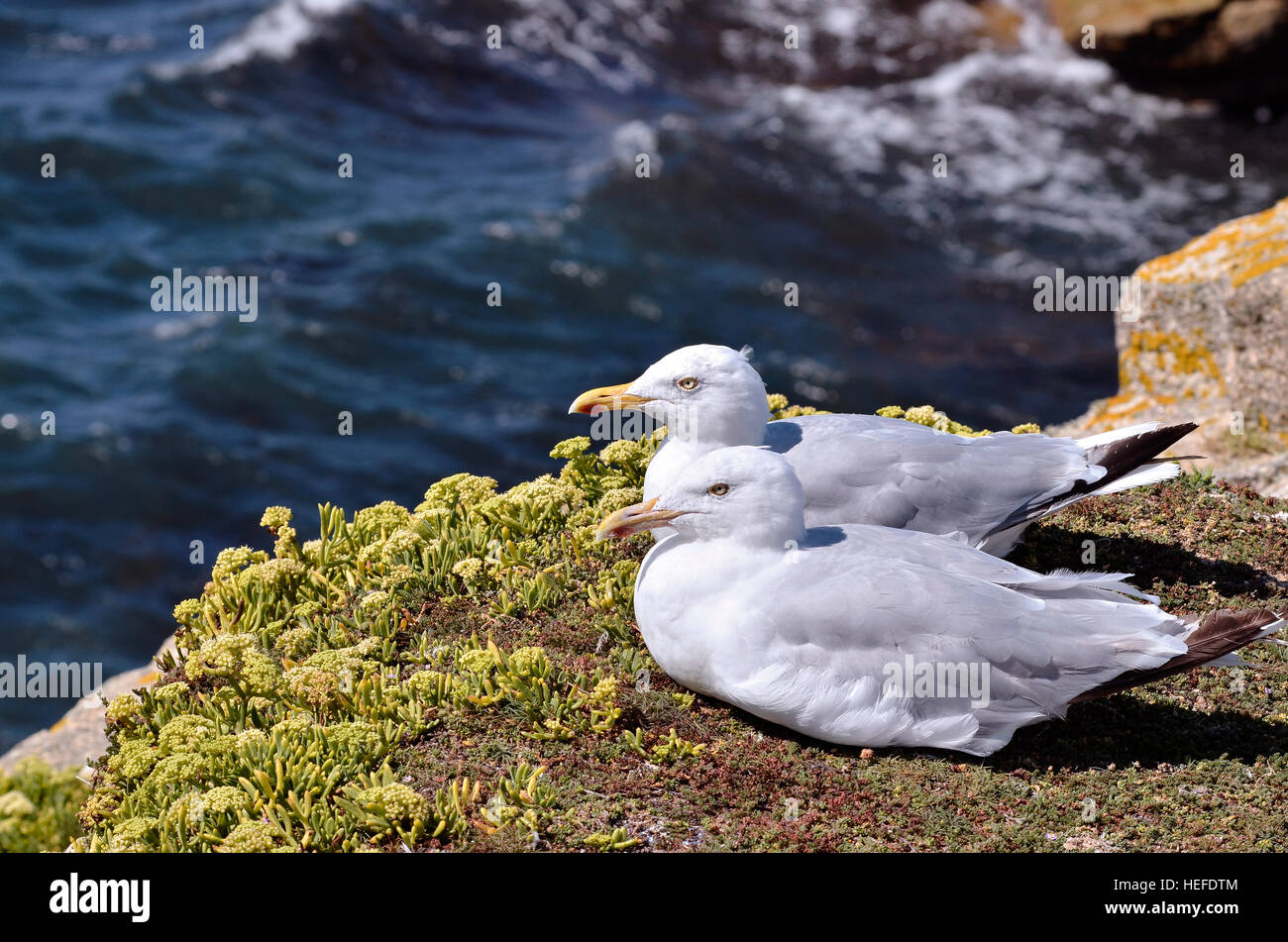 Deux goélands argentés (Larus argentatus) lying on grass sur les falaises de la côte sauvage à Quiberon en Bretagne en France Banque D'Images
