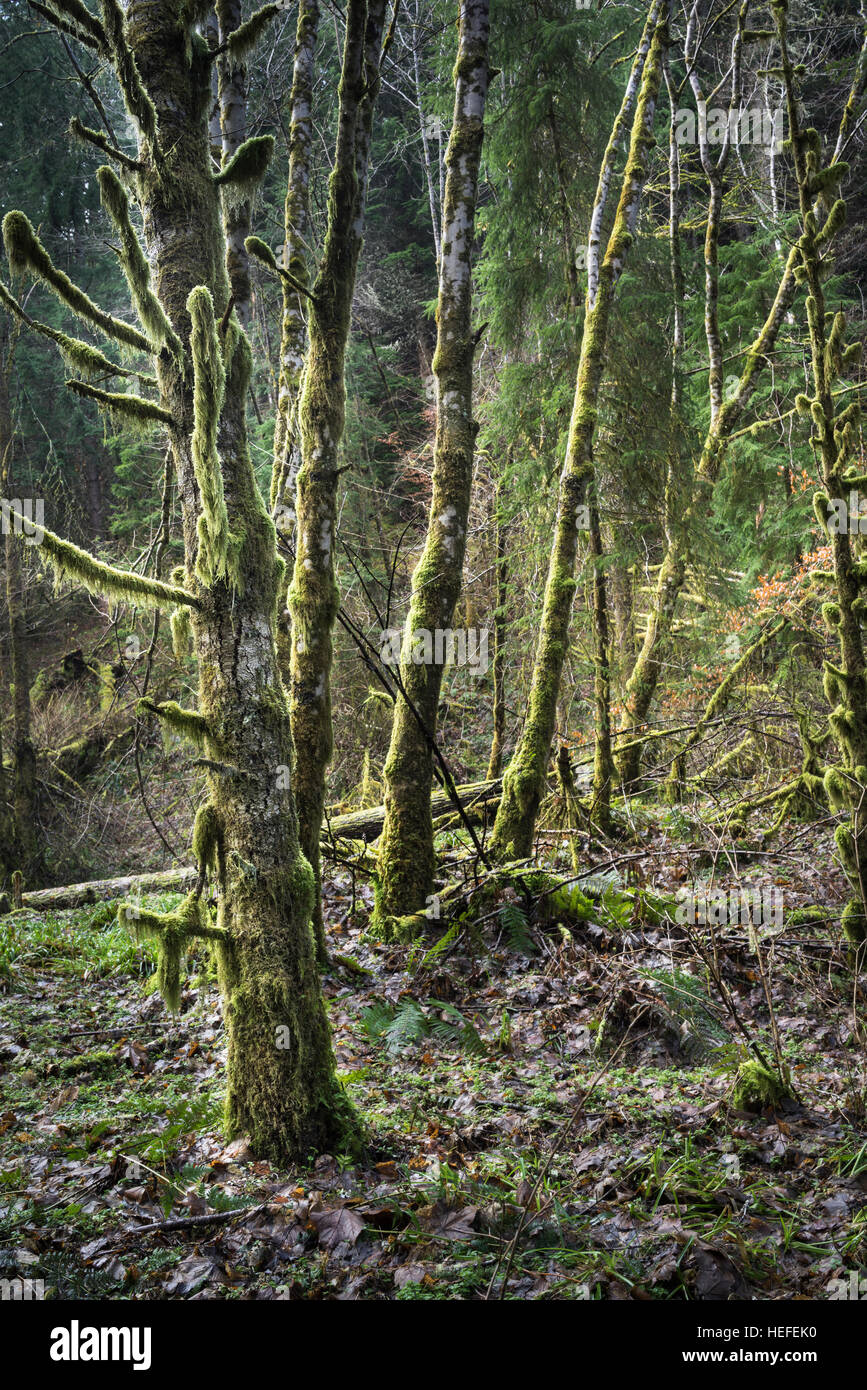 Arbres couverts de mousse dans la forêt à Reelig Glen. Banque D'Images