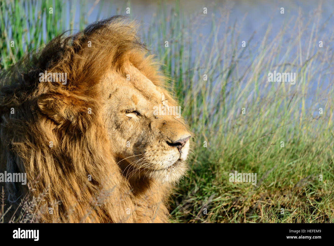 Un mâle adulte couchage lion (Panthera leo) dans les marais près de Ndutu, Tanzanie. Format horizontal avec l'exemplaire de l'espace. Banque D'Images