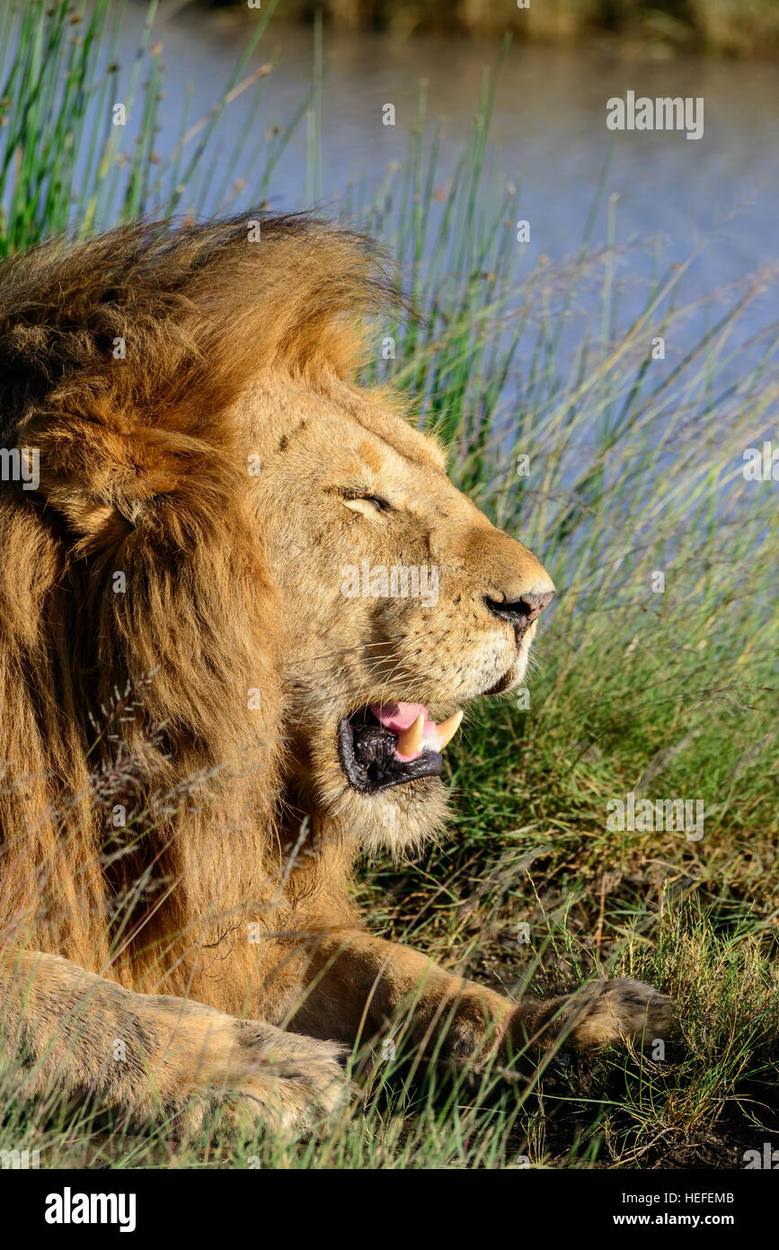 Un mâle adulte couchage lion (Panthera leo) dans les marais près de Ndutu, Tanzanie. Format vertical avec copie espace. Banque D'Images