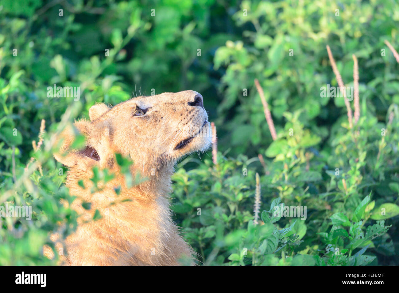 Une femelle adulte lion (Panthera leo) de profil, jusqu'à la vers le haut dans la savane savane végétation près de Ndutu, Tanzanie. Banque D'Images