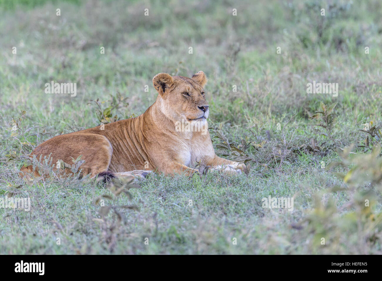 Un lion lionne femme dormir tranquille (Panthera leo) se trouve sur la savane herbeuse, savane Parc National Ngorongoro, en Tanzanie. Banque D'Images