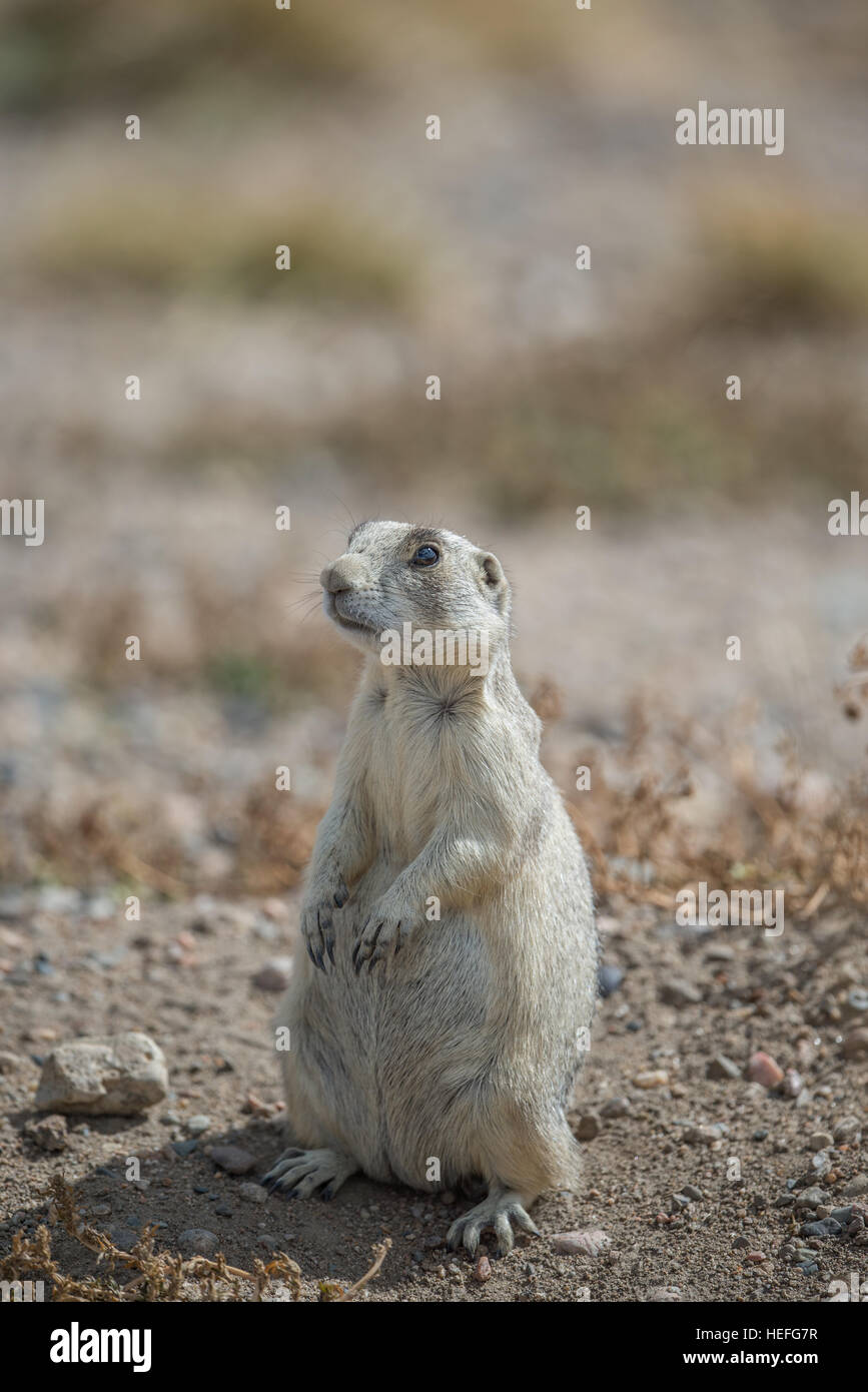 Prairie Dog debout sur les pattes de derrière Banque D'Images