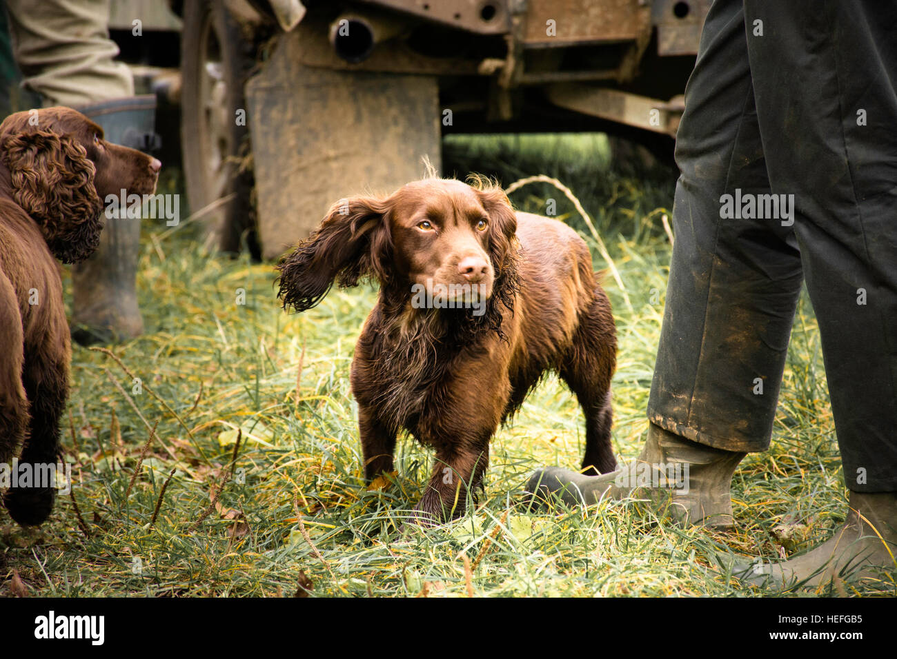 Un cocker chocolat en attendant le prochain disque pour démarrer Banque D'Images