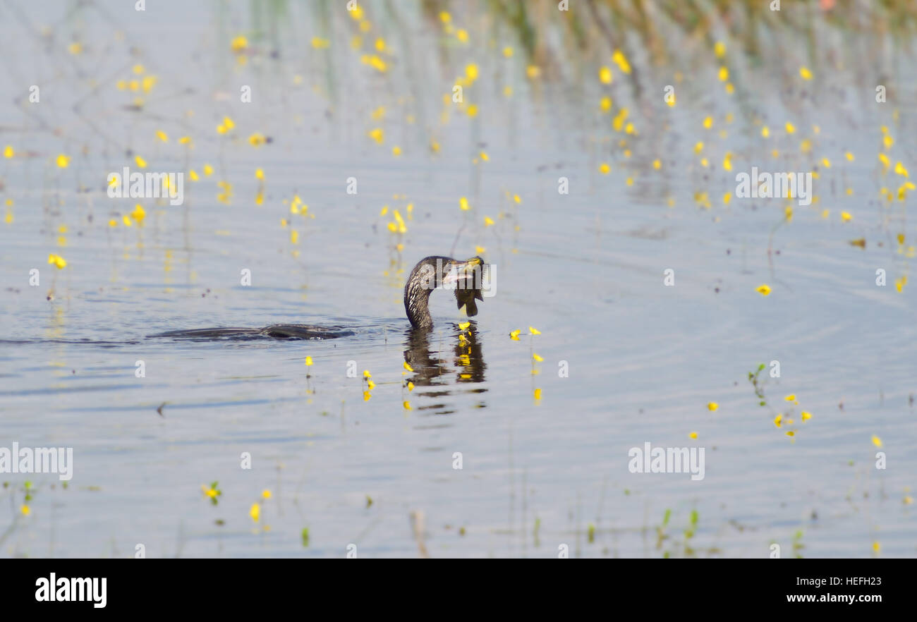 Peu d'aigrettes de manger du poisson dans la nature. Banque D'Images