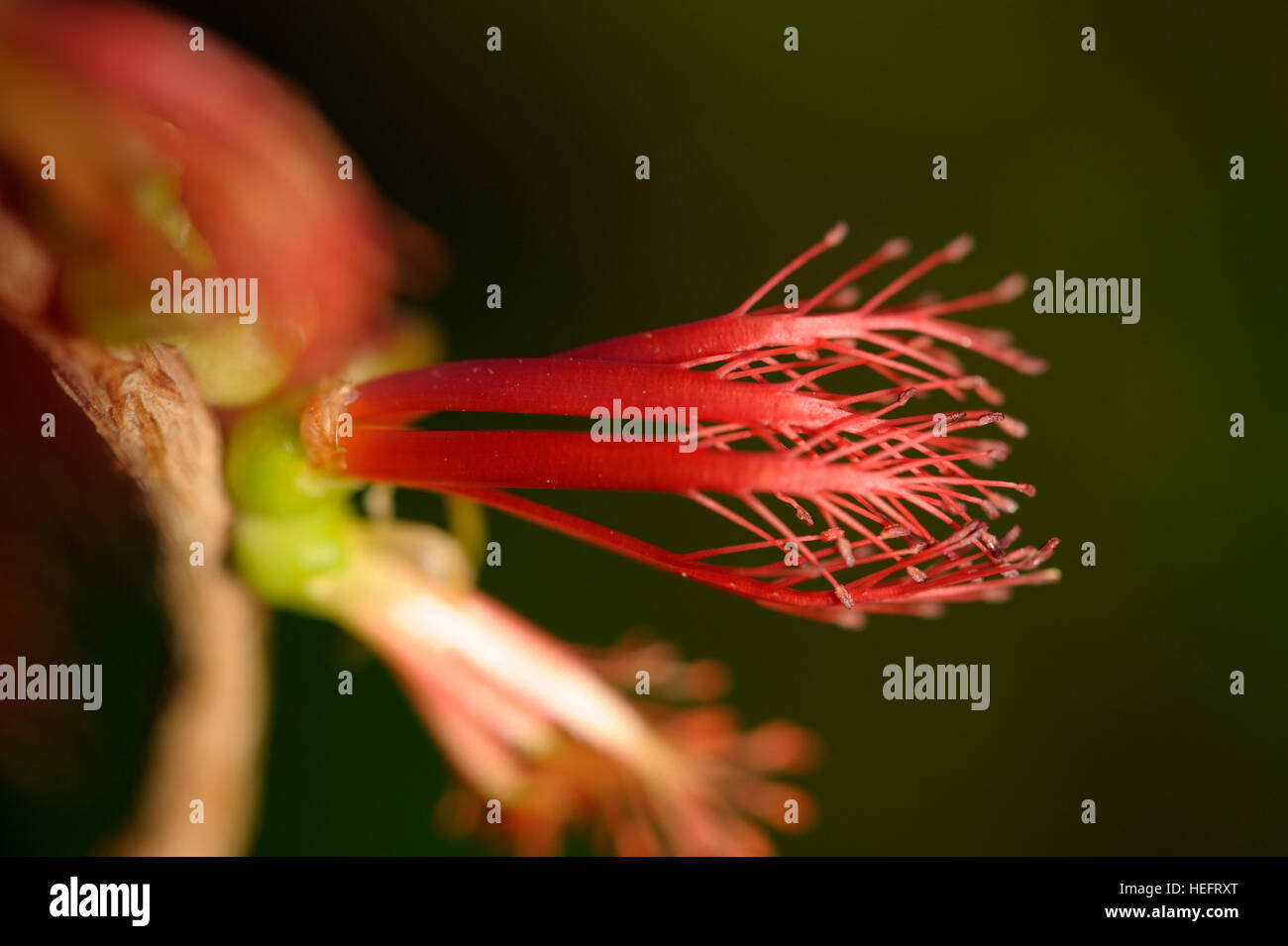 Calothamnus quadrifidus en fleur Banque D'Images