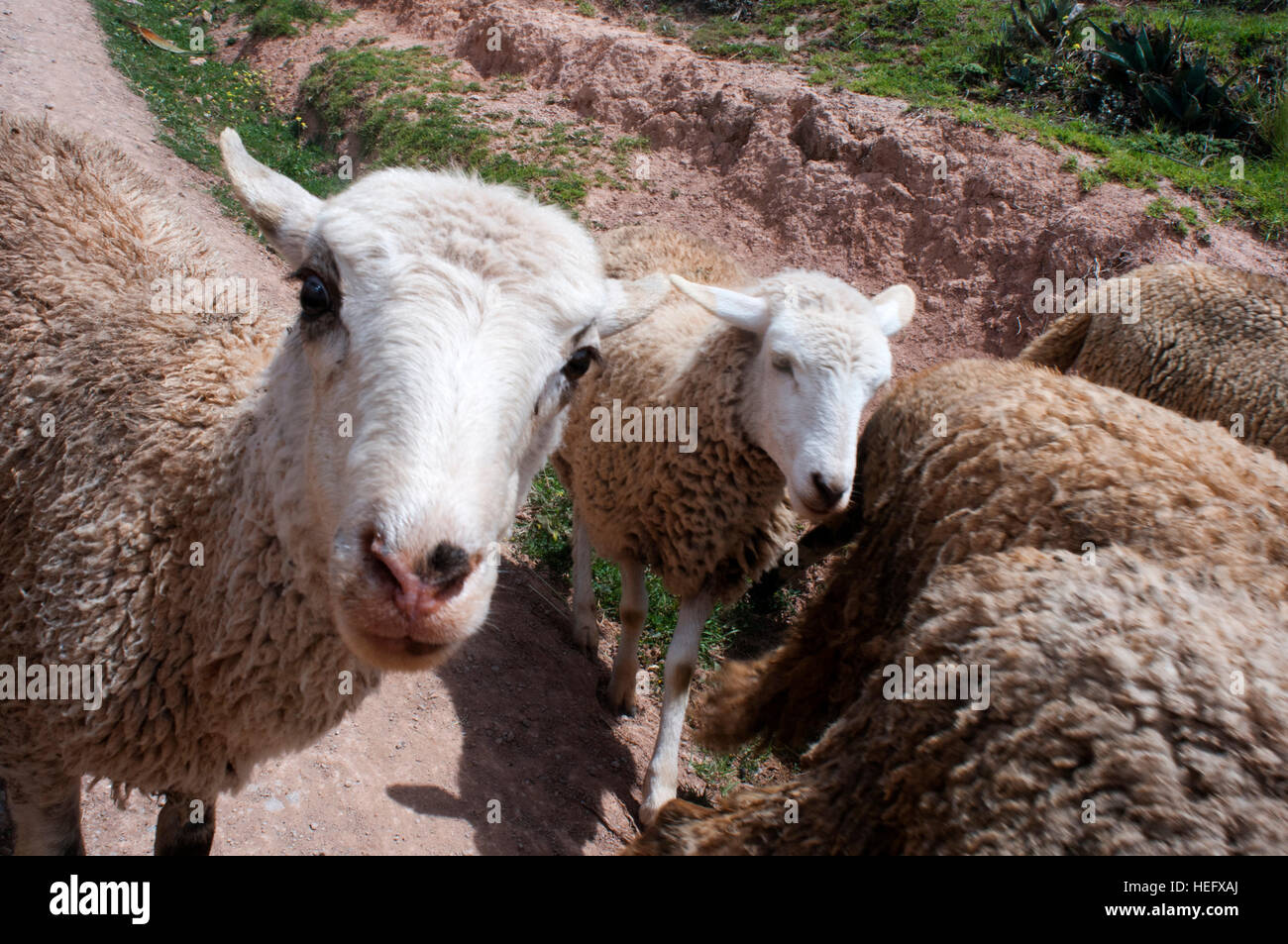 Moutons dans le site archéologique de Moray dans la Vallée Sacrée près de  Cuzco. Moray - est le nom de la ruines Incas près de la ville de Maras, le  Pérou que