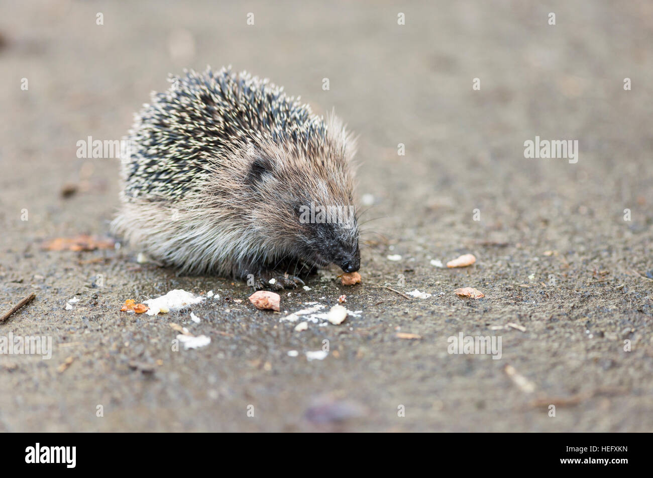 Manger des aliments pour oiseaux hérisson juvénile Banque D'Images