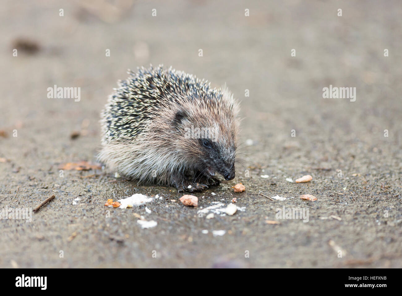 Manger des aliments pour oiseaux hérisson juvénile Banque D'Images