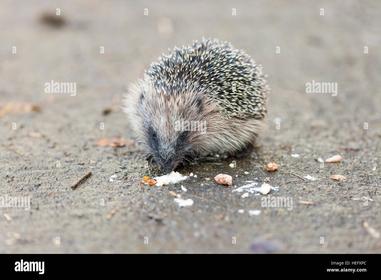 Manger des aliments pour oiseaux hérisson juvénile Banque D'Images