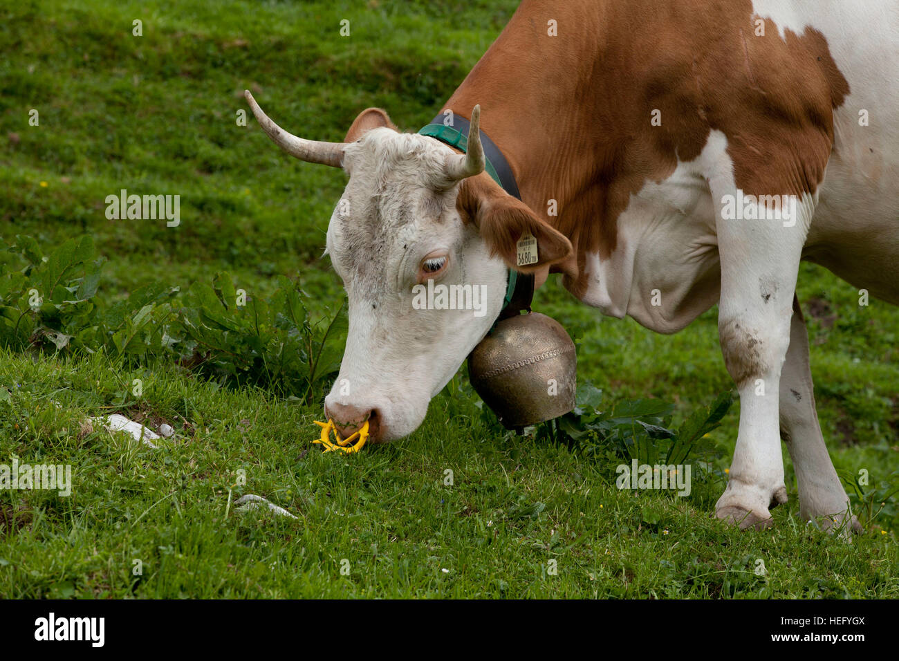 Vache avec cloche de vache et bouchon d'aspiration Banque D'Images