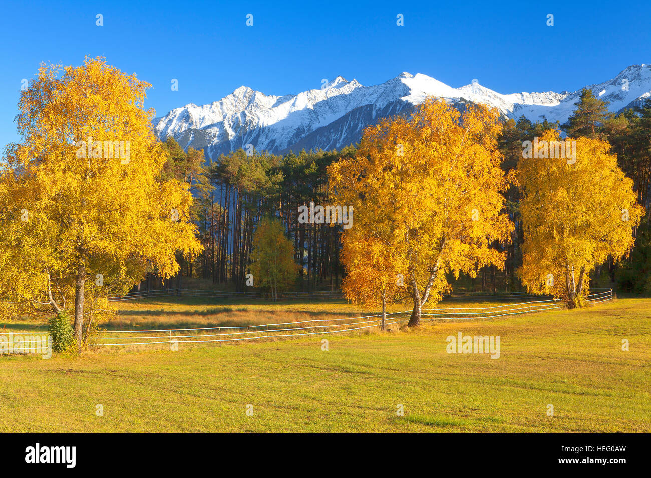 Autriche, Tyrol, bouleaux dans le plateau de Mieming Banque D'Images