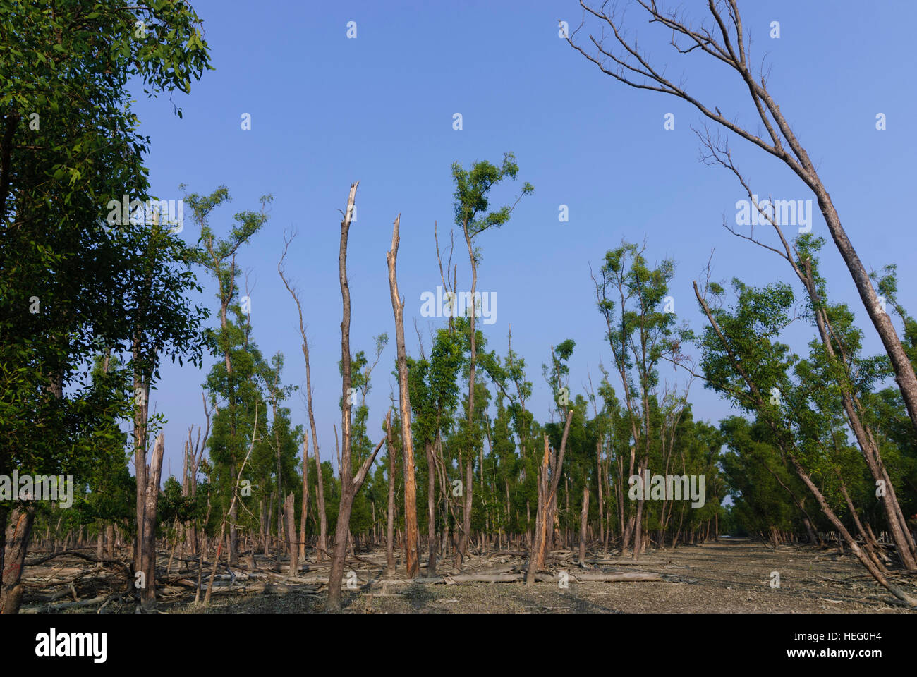 Parc national des Sundarbans : Mangrove avec arbres Sundari, division de Khulna, Bangladesh Banque D'Images