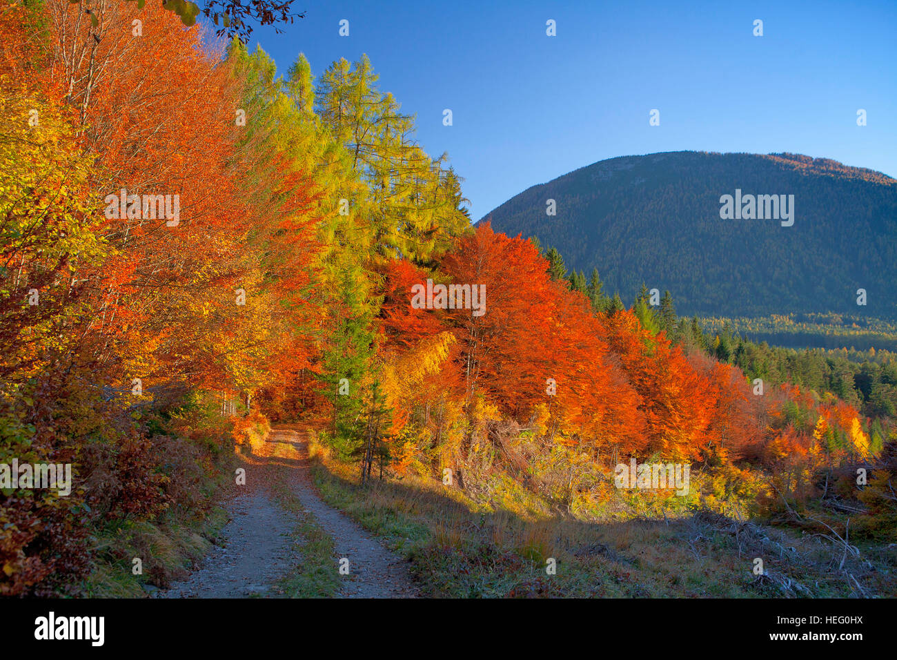 Autriche, Tyrol, forêt d'automne à Obsteig (village) Banque D'Images