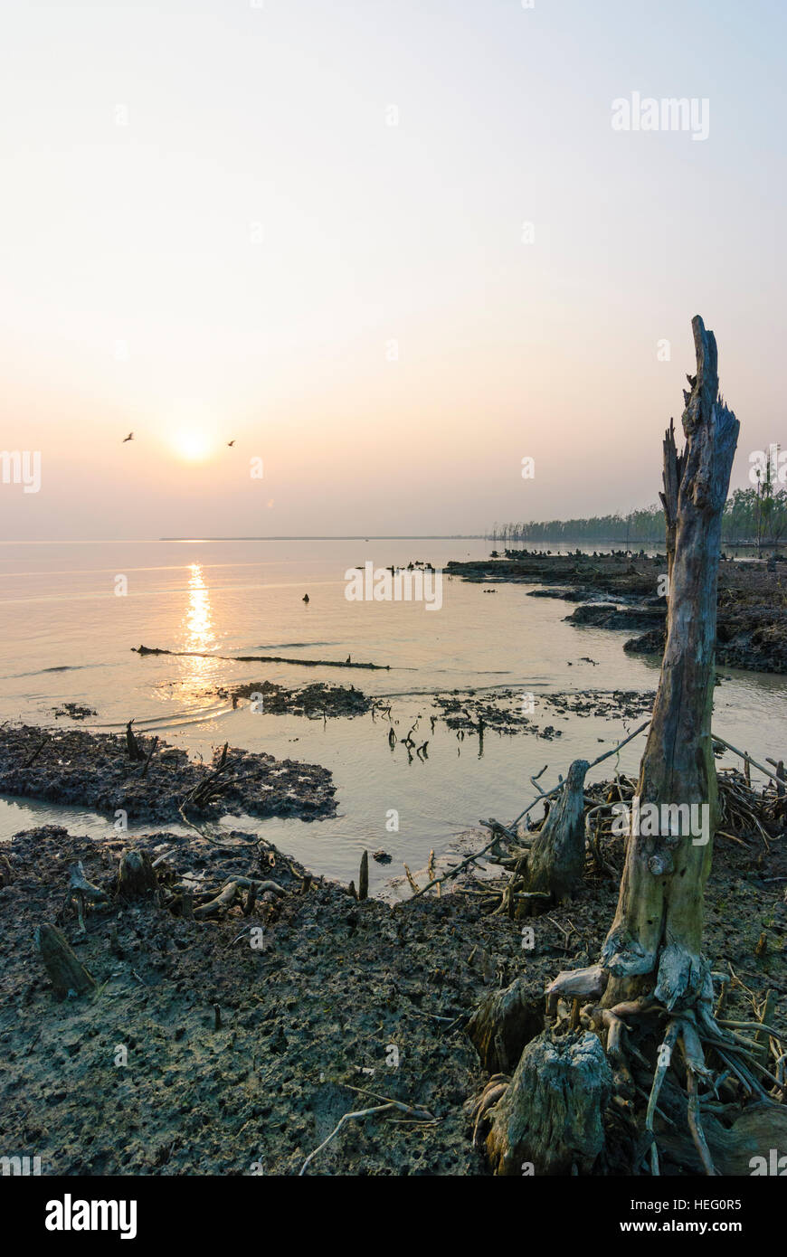 Parc national des Sundarbans : zone de mangrove sur le golfe du Bengale au coucher du soleil, la division de Khulna, Bangladesh Banque D'Images