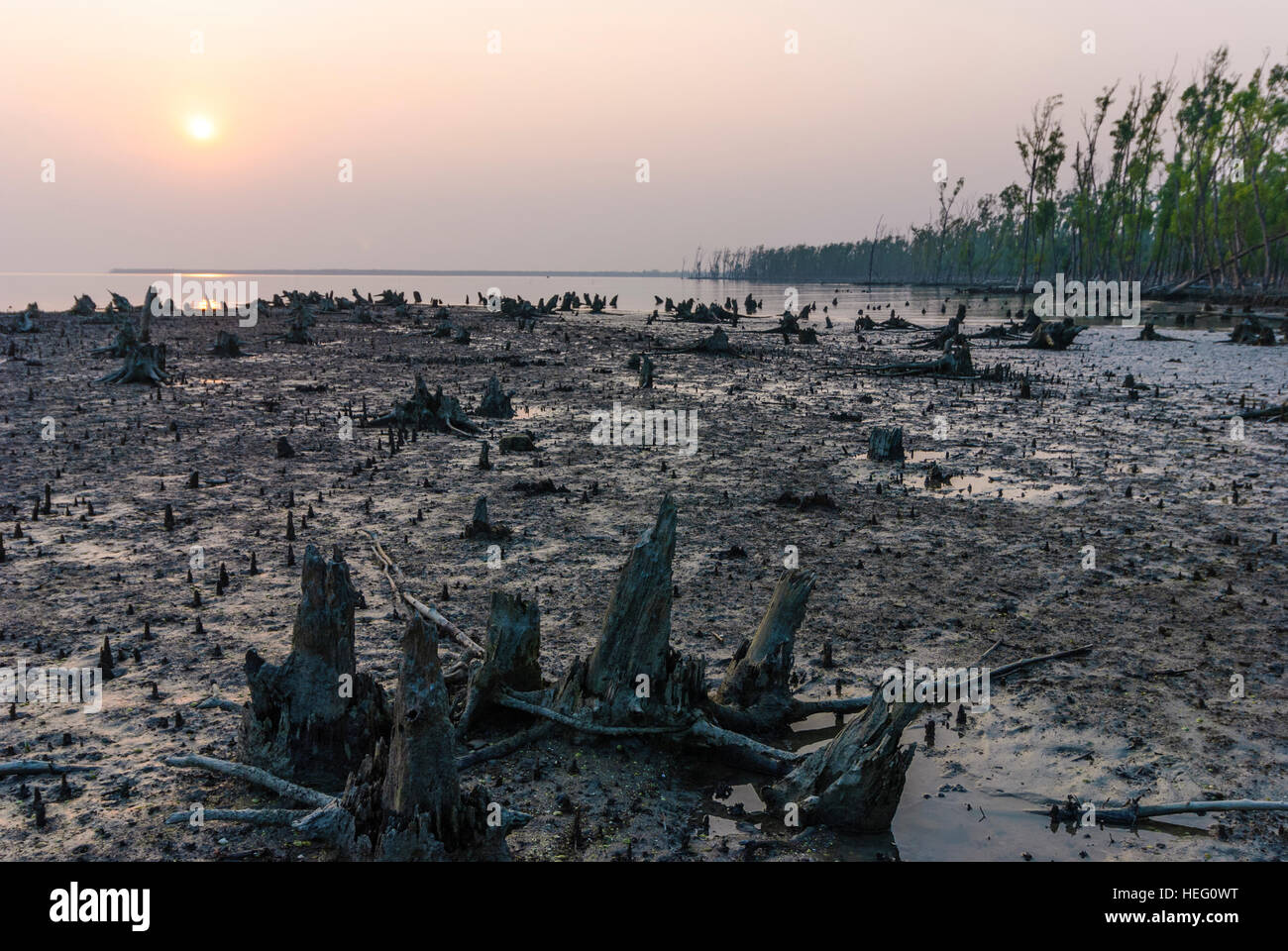 Parc national des Sundarbans : zone de mangrove sur le golfe du Bengale au coucher du soleil, la division de Khulna, Bangladesh Banque D'Images