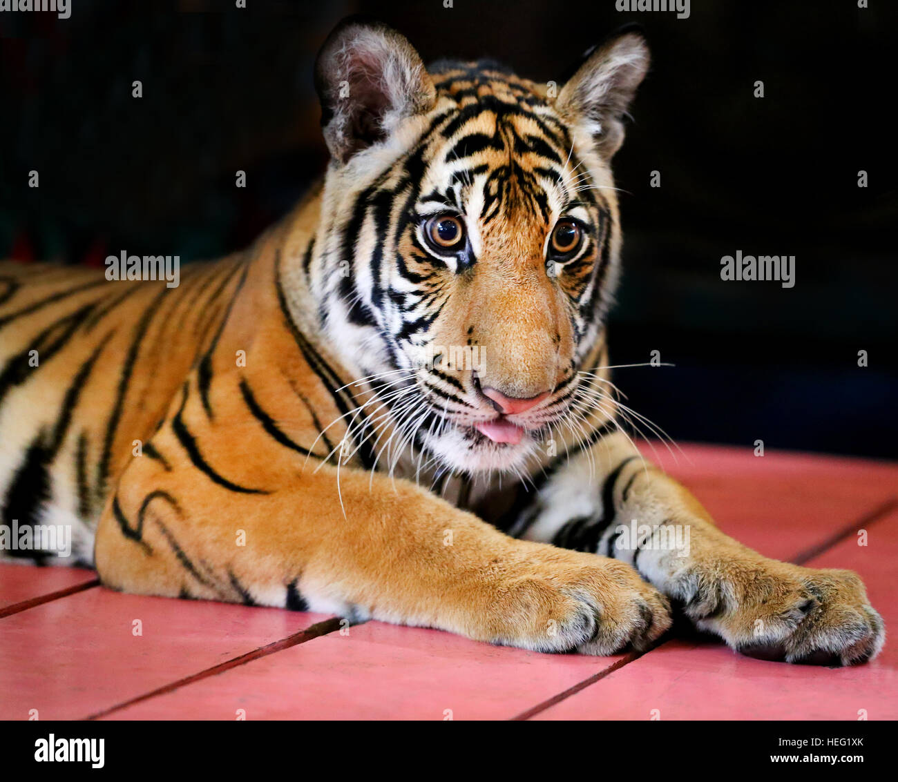 Portrait Photo de funny little tiger cub Banque D'Images