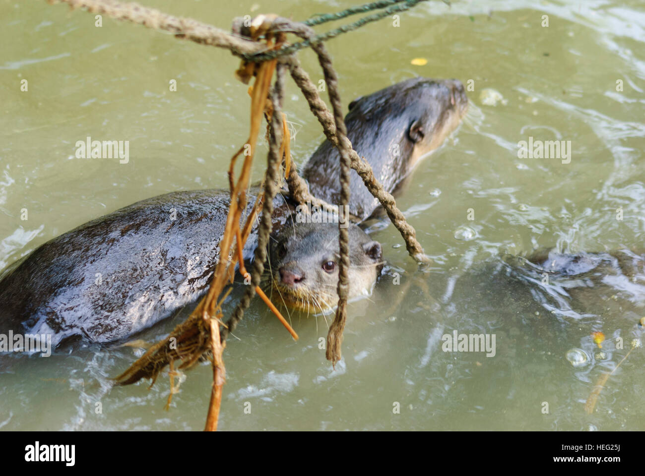 Hariargup : 2-cordes indien lié ou avec des loutres loutre fured (Cerdocyon perspicillata), qui sont utilisées par les villageois pour conduire le poisson en filets de descente Banque D'Images