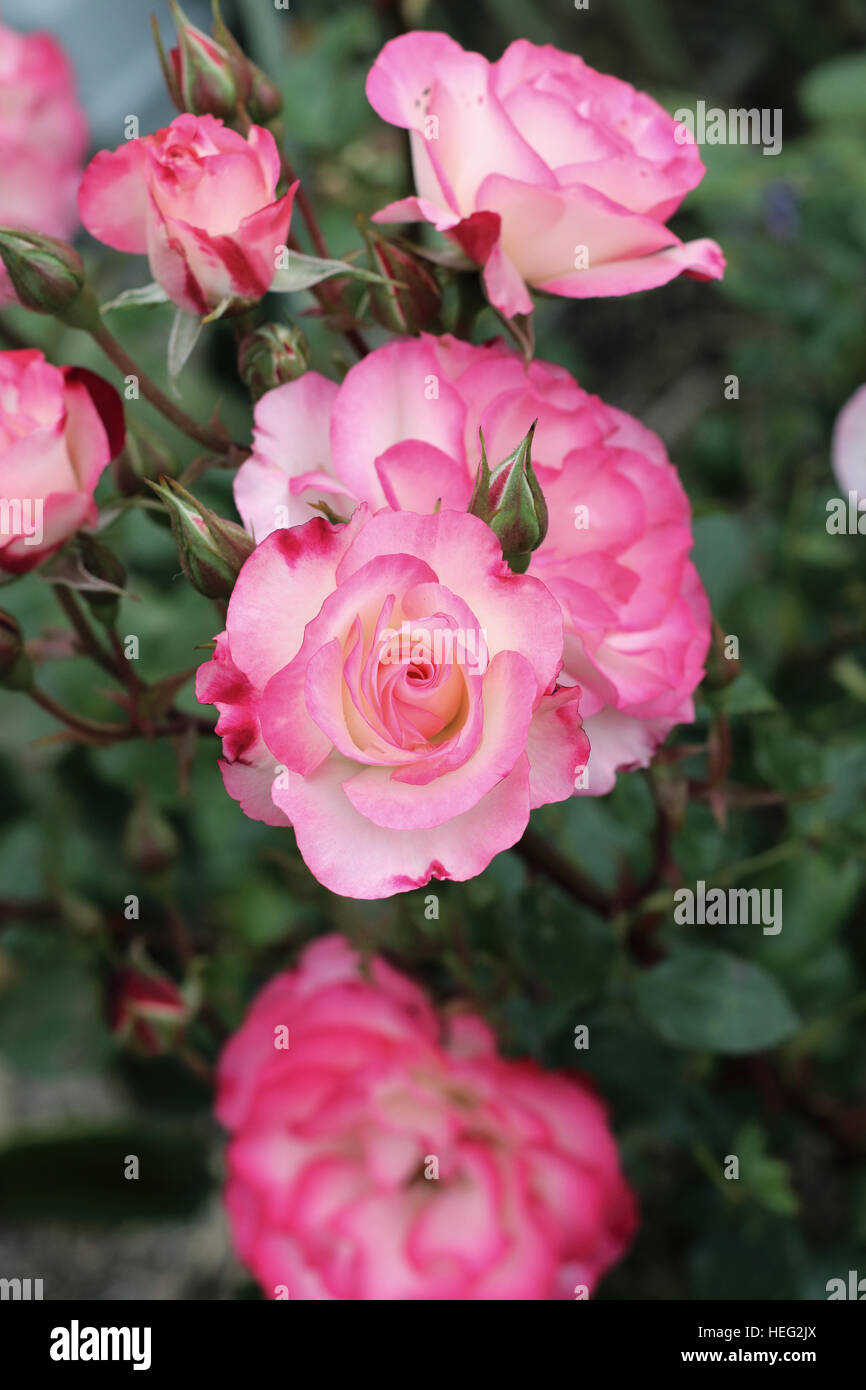 Roses blanches et roses ou connu sous le nom de Hannah Gordon roses en pleine floraison Banque D'Images