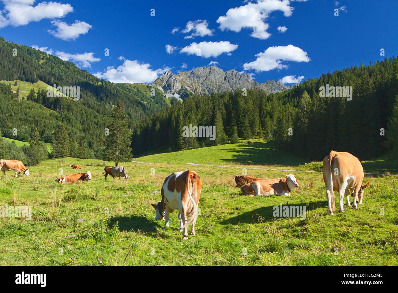 Autriche, Tyrol, Zillertal, les vaches à Gerlos Banque D'Images