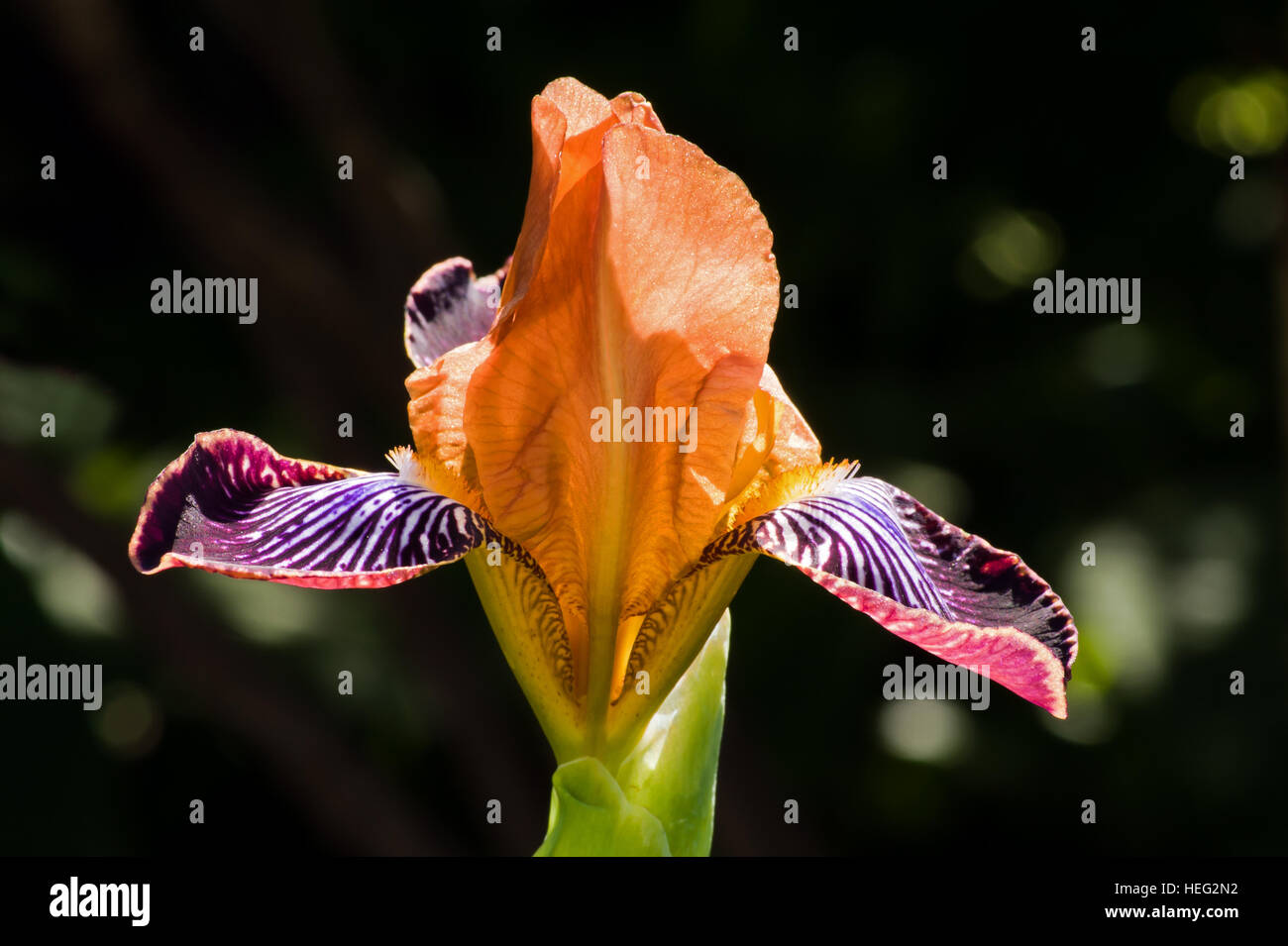 Iris germanica est une vivace rhizomateuse, pousse jusqu'à 120 cm de hauteur. Fleurit avec des fleurs de toutes les couleurs sauf scarlett lumineux. Banque D'Images