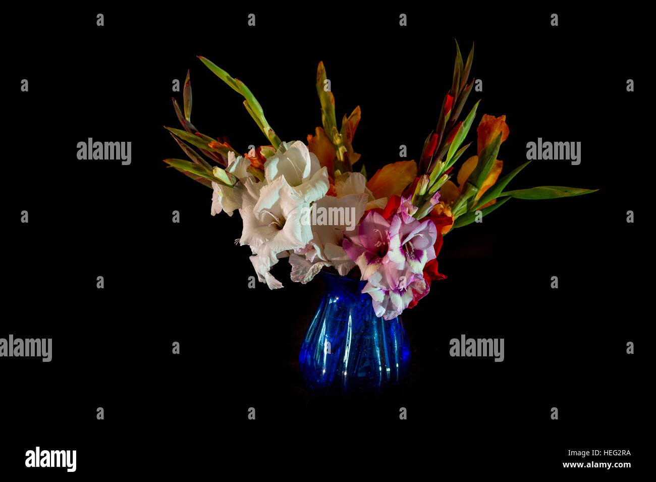 Bouquet de glaïeuls dans un vase de verre bleu, une nature morte sur fond noir. Banque D'Images