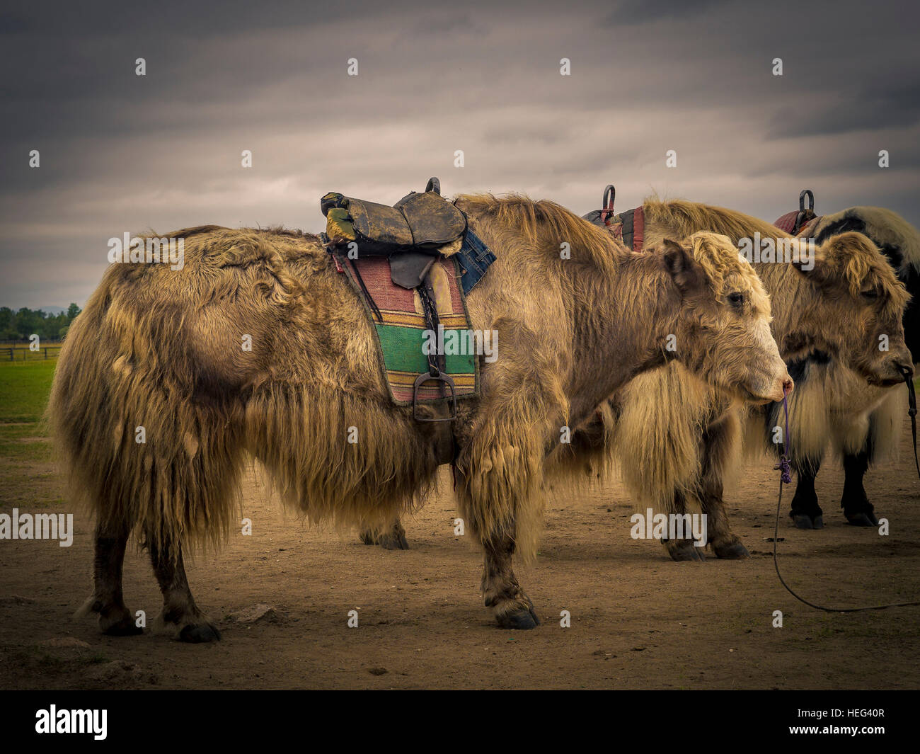 Yacks, Mongolie Banque D'Images