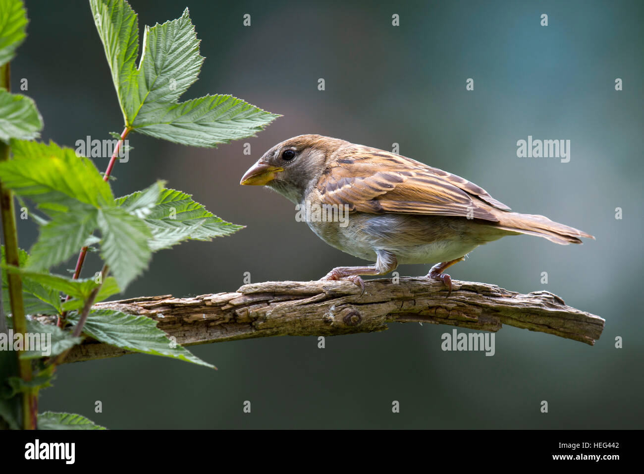 Jeune arbre sparrow (passer montanus) assis sur une branche sèche, Tyrol, Autriche Banque D'Images