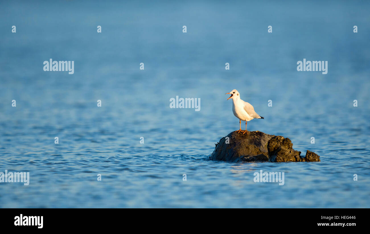 Mouette rieuse (Larus ridibundus) assis sur la roche, sur le lac de Constance, Vorarlberg, Autriche Banque D'Images