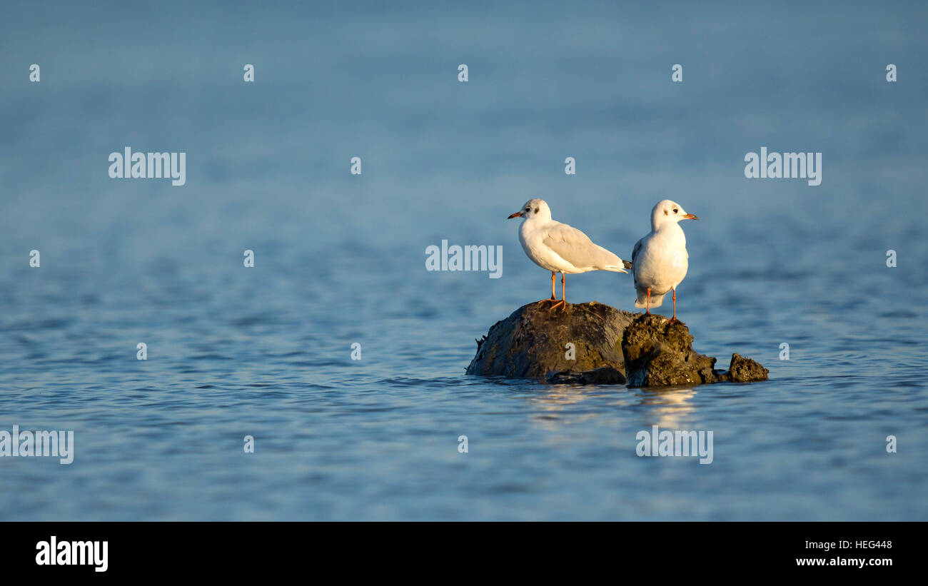 Les goélands à tête noire (Larus ridibundus) assis sur des rochers dans le lac de Constance, Vorarlberg, Autriche Banque D'Images