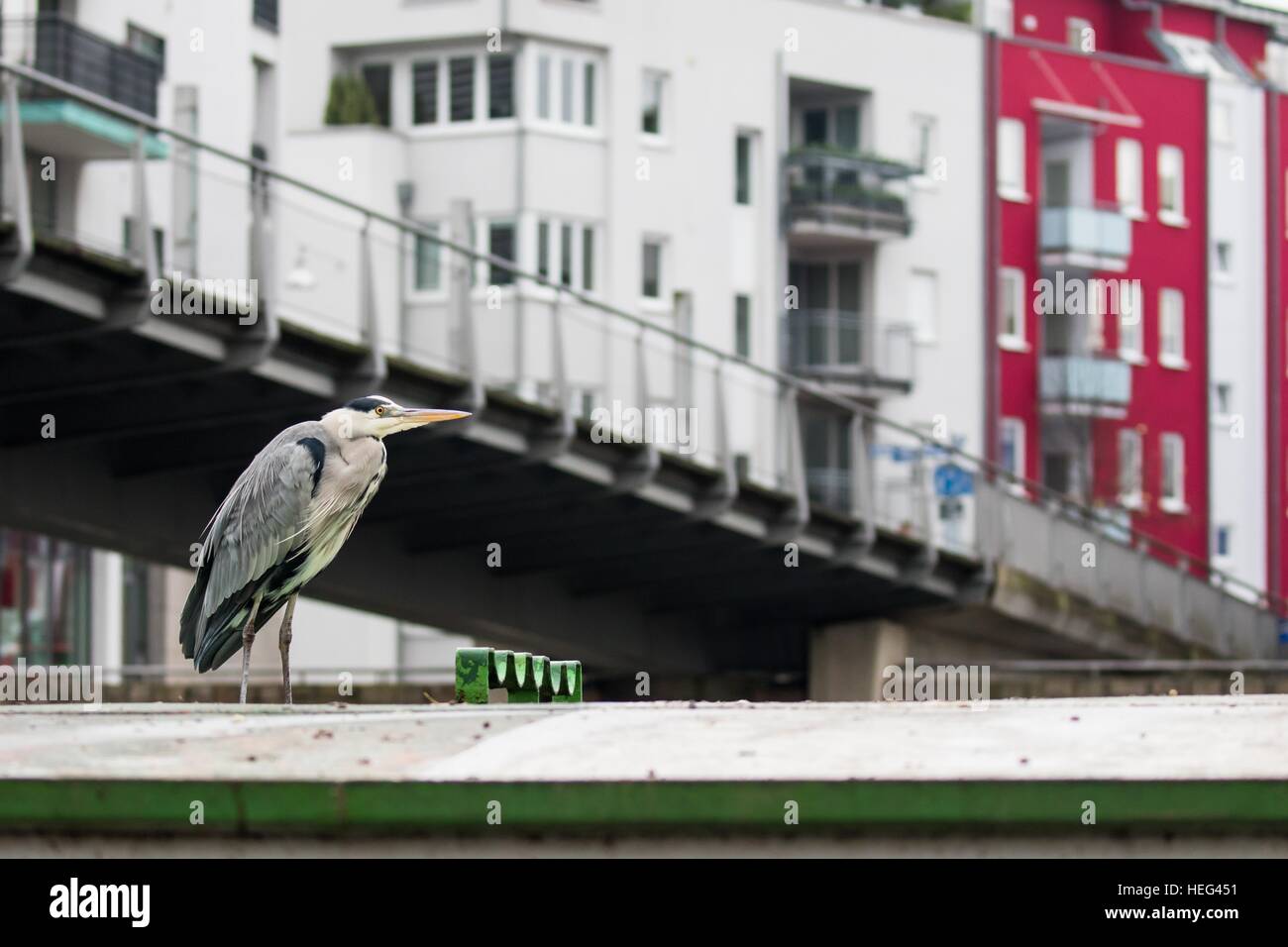 Héron cendré (Ardea cinerea) en face de toile urbaine, Kassel, Hesse, Allemagne Banque D'Images