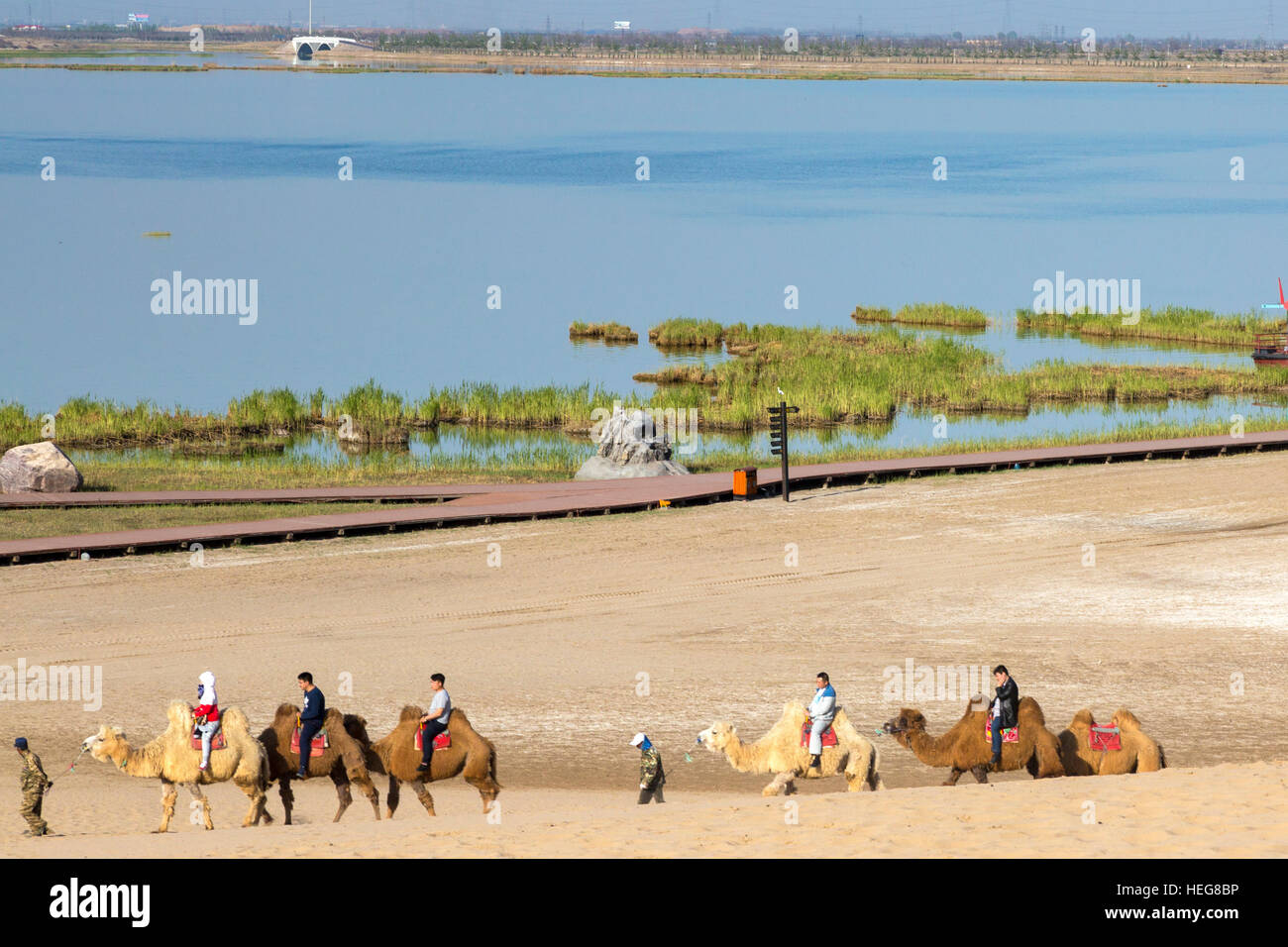 Les touristes chameaux dans le désert à Sand Lake Scenic Area, Shizuishan, Ningxia, Chine Banque D'Images