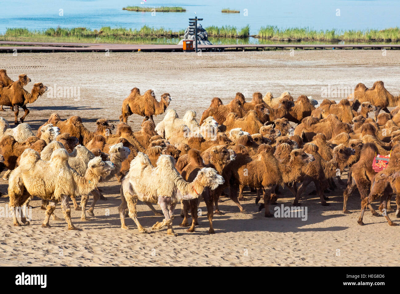 Troupeau de chameaux,Sand Lake, Shizuishan, Ningxia, Chine Banque D'Images