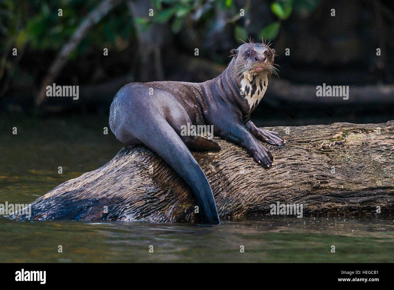 Loutre géante debout sur se connecter dans l'Amazonie péruvienne jungle à Madre de Dios au Pérou Banque D'Images