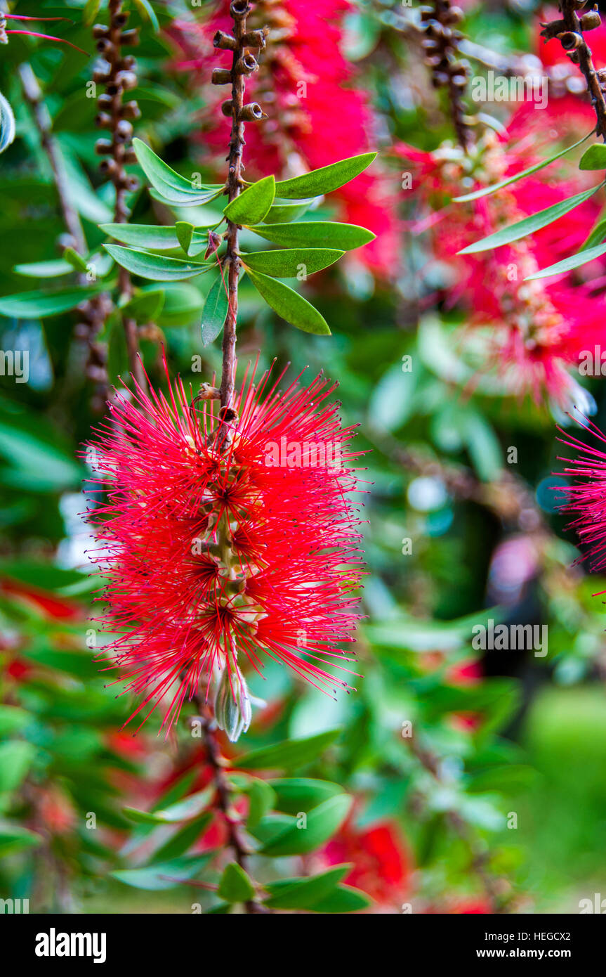Brosse à bouteille rouge fleur Callistemon arbre Banque D'Images