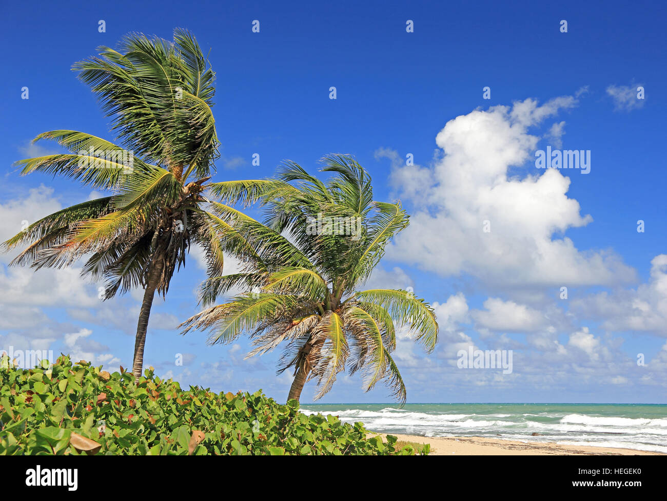 Palmiers sur la côte est de la Barbade de Banque D'Images