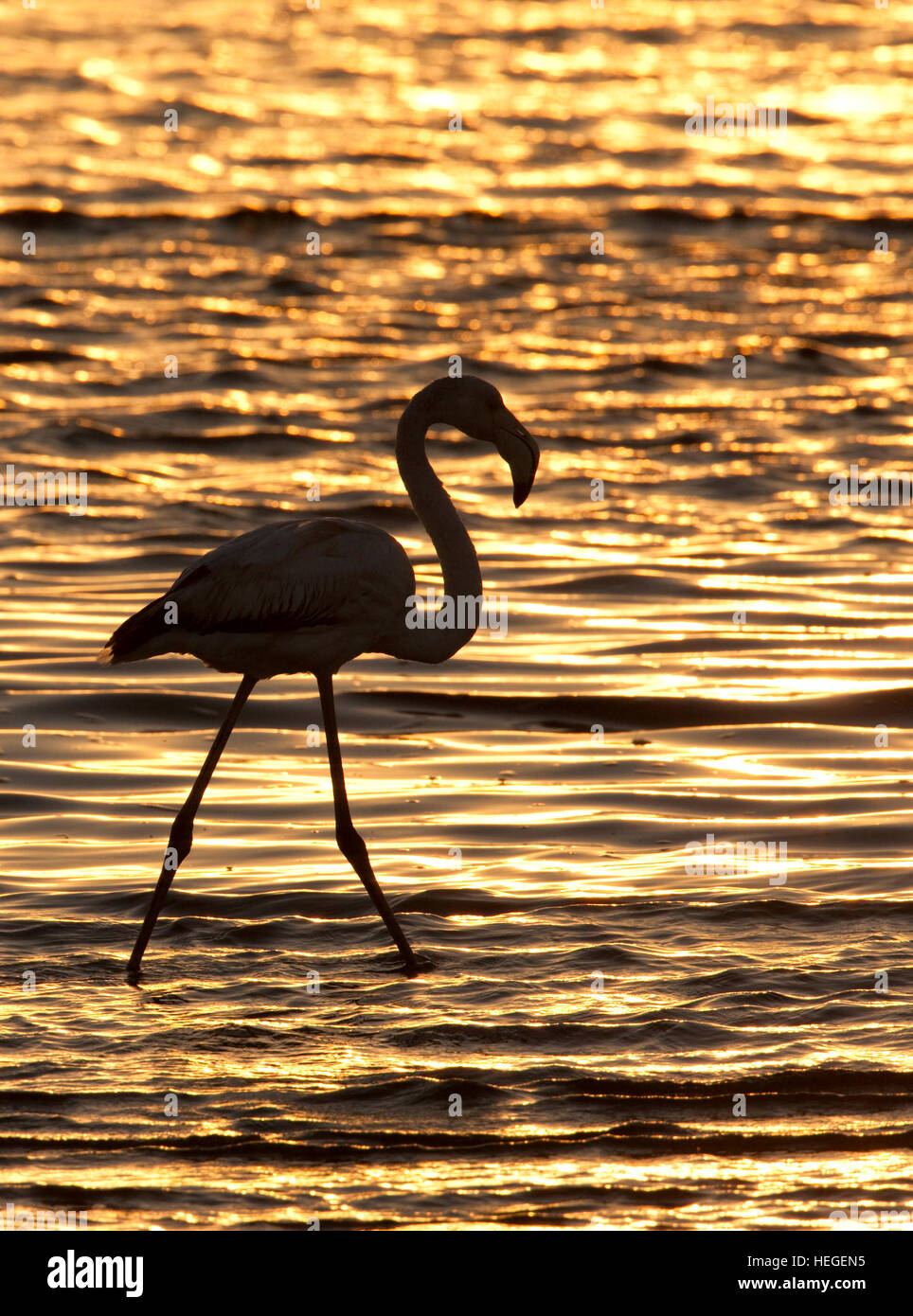 Flamant rose afrique Banque de photographies et d’images à haute ...